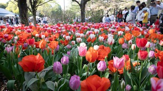 Nhật Bản: Muôn hoa khoe sắc trong lễ hội hoa tại công viên Showakinen