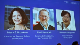 Ba nhà khoa học Mỹ-Nhật đoạt giải Nobel Y sinh 2025