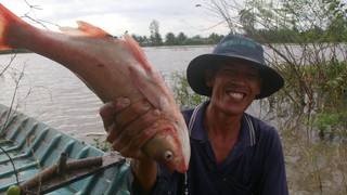 Trù phú mùa cá đồng ở Cần Thơ sau nhiều năm "đói" lũ