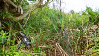 Nghệ An: Báo động tình trạng bẫy, bắt chim hoang dã theo kiểu tận diệt trên núi Rồng