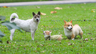 Soi kèo tổng bàn chiến thắng round Crystal Palace - Nottingham Forest Cùng sòng bạc keonhacai07 - Tìm hiểu & dự đoán đảm bảo
