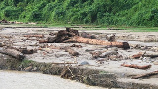 Ngẫm ngợi cuối tuần: Thủy tề lấy gỗ