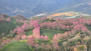 Sa Pa vào mùa mai anh đào khoe sắc