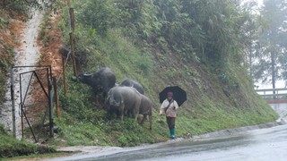 Cảnh báo từ đêm 13 đến 14/12, Sơn La trời rét đậm, rét hai, có khả năng xảy ra băng giá