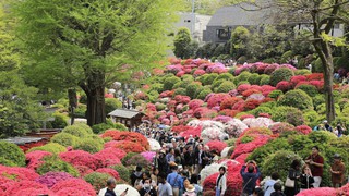 Rực rỡ Lễ hội hoa đỗ quyên tại Tokyo, Nhật Bản
