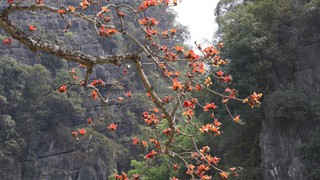 Hoa gạo nở rộ bên ngôi chùa cổ ở Ninh Bình