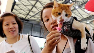 Người dân châu Á ngày càng hào phóng với thú cưng