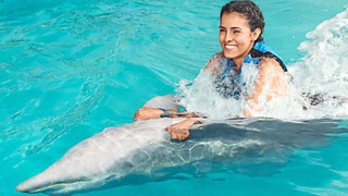 Mexico cấm biểu diễn cá heo và động vật biển phục vụ mục đích giải trí