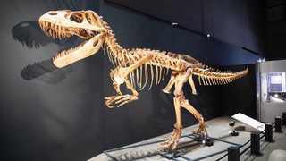 Bảo tàng Khủng long Fukui - Hành trình khám phá thế giới tiền sử tại Nhật Bản