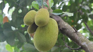 Chữ và nghĩa: Ai về nhắn với nậu nguồn