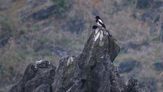 Cuộc sống sau ống kính: Tôi đi tìm một cánh chim…