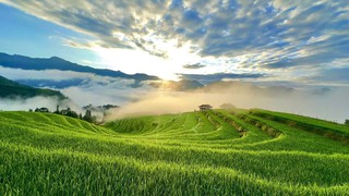 Mùa vàng Thông Nguyên - Bản giao hòa giữa sắc màu văn hóa và thiên nhiên