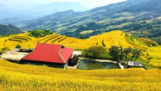 Xà Phìn - hòa mình trong sắc vàng, đắm say hồn rêu xanh