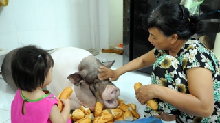 ‘Nàng’ lợn cưng đón Tết Sài Gòn