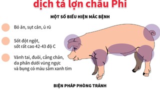 Thực hiện nghiêm ngặt các biện pháp phòng dịch tả lợn châu Phi