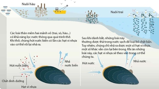 Hạt vi nhựa có thể chui vào cơ thể chúng ta như thế nào?