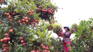 10 sự kiện nổi bật của kinh tế Việt Nam năm 2019
