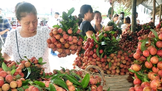 Bắc Giang: Đề xuất Bộ Công Thương đồng chủ trì hội nghị trực tuyến xúc tiến tiêu thụ vải thiều