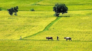 Chữ và nghĩa: Ruộng giữa đồng, chồng giữa làng