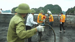 Vụ nuôi trồng thủy sản trái phép trên Vịnh Bái Tử Long: Khai trừ Đảng 4 cán bộ nhận hối lộ