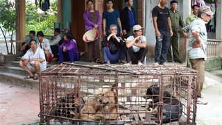 Vụ cháu bé bị chó cắn tử vong ở Hưng Yên: Giao đàn chó về cơ quan công an