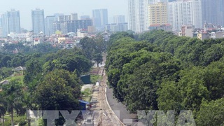 Hà Nội kiểm tra toàn bộ cây xanh trong trường học, bệnh viện, công sở