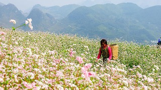 Hà Giang tổ chức Lễ hội Hoa Tam giác mạch năm 2018