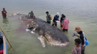 Bất ngờ phát hiện xác cá voi với 6 kg nhựa trong dạ dày