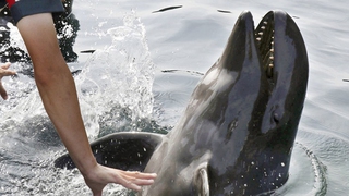 Nhật Bản lần đầu tiên giới thiệu cá voi lai tới công chúng