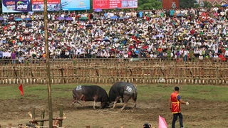 Lễ hội chọi trâu Hải Lựu 2019: nhiều ‘ông trâu’ không chịu thi đấu