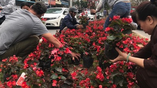 Cảnh 'hôi hoa' làm tắc một góc đường Kim Mã trước ngày Quốc tế Phụ nữ