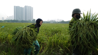 Nghề làm cốm Mễ Trì