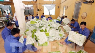 Số người loạn thần do sử dụng ma túy gia tăng nhanh chóng