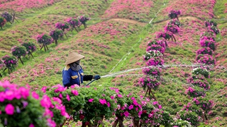 Ngày 30 Tết: Ba miền nắng đẹp, phía Bắc ngày ấm áp và đêm trời rét