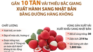 Gần 10 tấn vải thiều Bắc Giang xuất hành sang Nhật Bản bằng đường hàng không