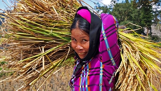 Mùa vàng trên những thửa ruộng bậc thang Hoàng Su Phì