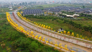 Chiêm ngưỡng hàng cây phong linh vàng rực tại Hà Nội từ trên cao