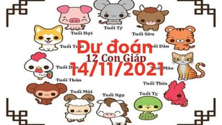 Dự đoán 12 con giáp ngày 14/11/2021: Tuổi Tuất - Hợi tài lộc, tình duyên đều tốt