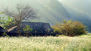 4 địa điểm ngắm hoa cải nở trắng trời tại Mộc Châu