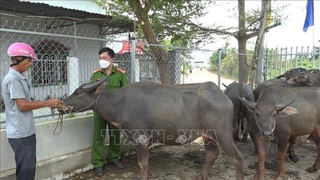 Bình Phước: Phát hiện 2 đối tượng dắt trộm 8 con trâu bằng xe máy trên Quốc lộ lúc rạng sáng