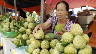 Mùa thu hoạch thăm thủ phủ na Chi Lăng, Lạng Sơn