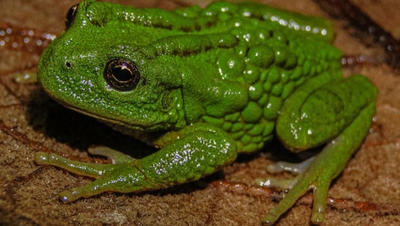 Phát hiện loài ếch túi mới ở khu vực rừng Amazon