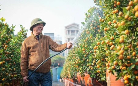 Quất cảnh Tứ Liên: "di sản" xanh của Tết Việt