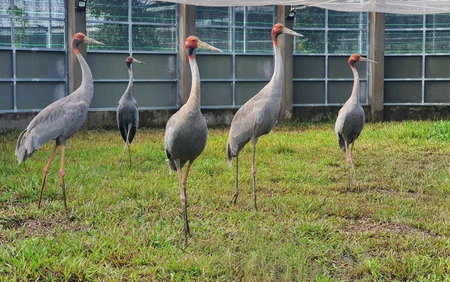 Sếu đầu đỏ thích nghi với môi trường khu bảo tồn của Vườn quốc gia Tràm Chim