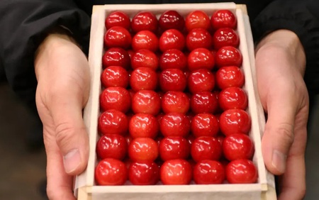 “Vua của các loài cherry Nhật Bản” gây sốt với giá kỷ lục