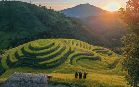 Khám phá vùng cao Pu Nhi qua sắc vàng ruộng bậc thang và sắc màu văn hóa Mông