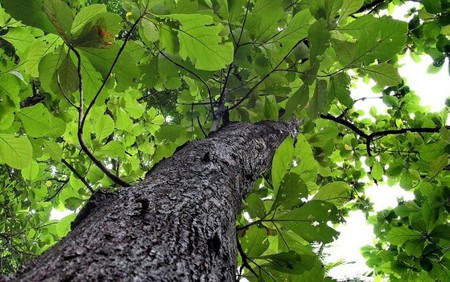 Chữ và nghĩa: Thú vị tên các loài cây