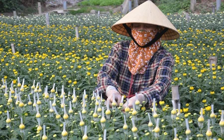 Vì một miền quê đáng sống: Làng hoa Đông Cương góp sắc Xuân cho mọi nhà