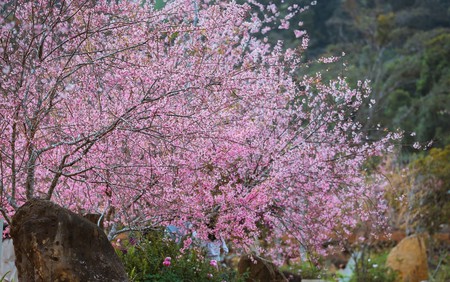 Mai Anh Đào nở rộ tại Măng Đen