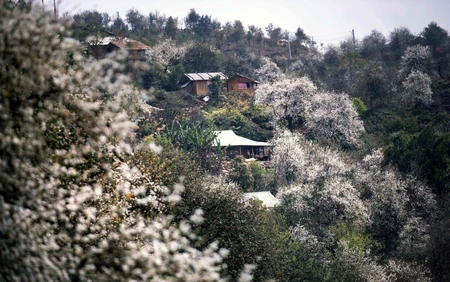 Sôi nổi Ngày hội hoa sơn tra xã Ngọc Chiến, Sơn La